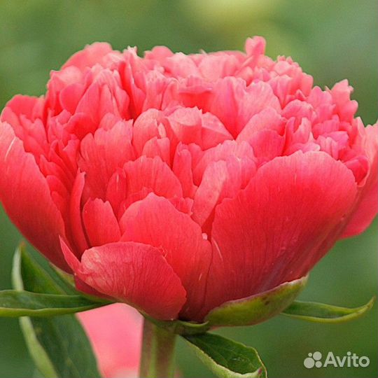 Пион Лорелей