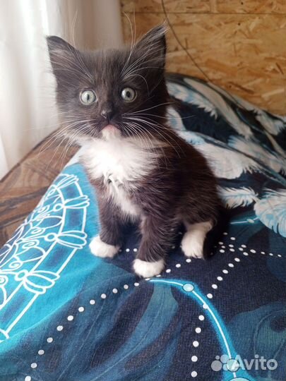 Котик в добрые руки