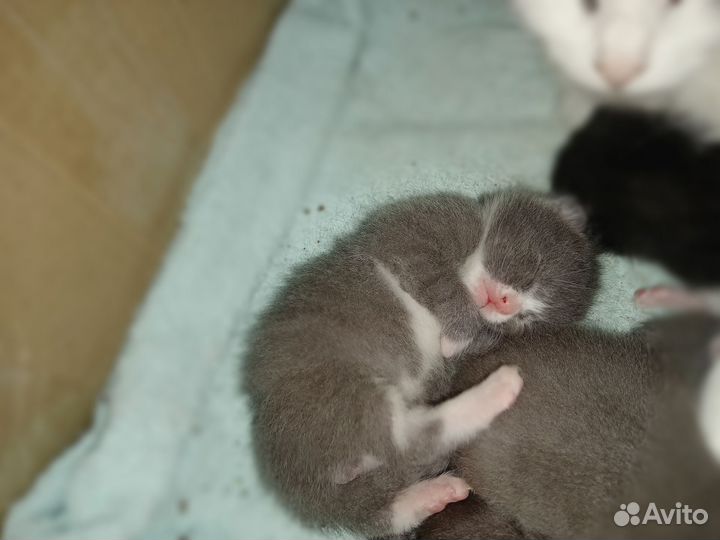 Котята в добрые руки
