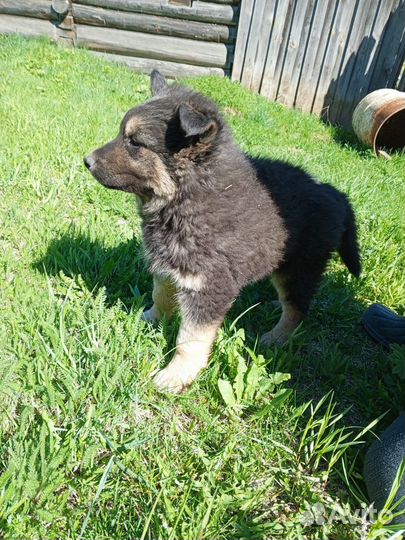 Собака в добрые руки. отдам бесплатно