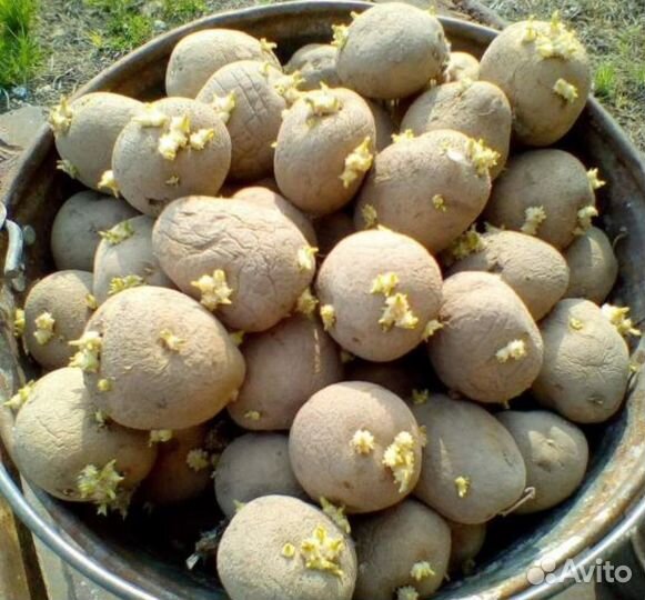 Семенной картофель