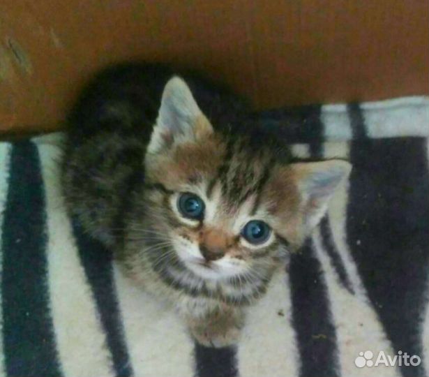 Бенгальские котята помесь с британской