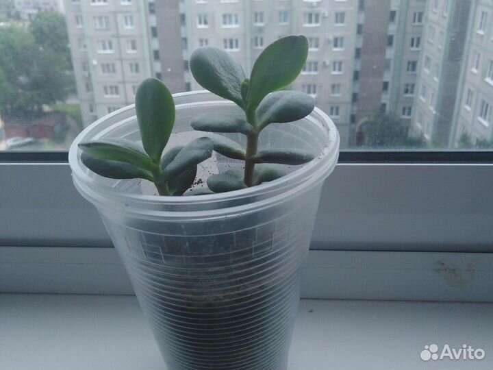 Денежное дерево толстянка