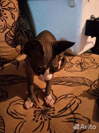 Донской сфинкс