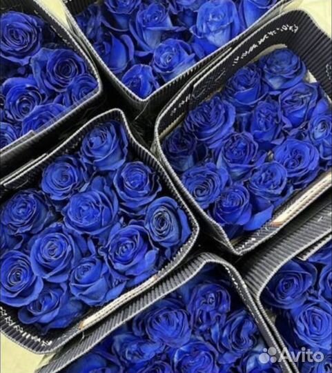 Синие розы цветы