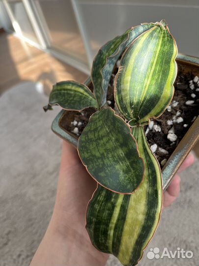 Сансевиерия макрофилла вар