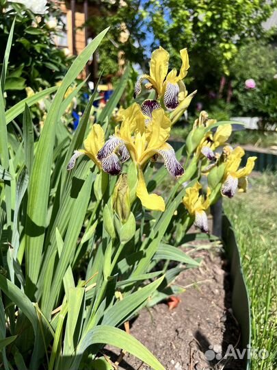 Ирис пестрый