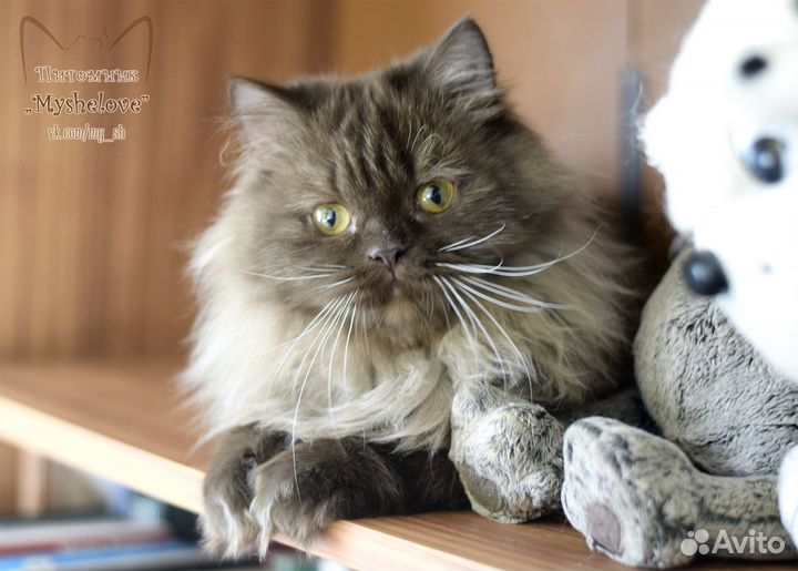 Пушистый шотландец (хайленд-страйт)