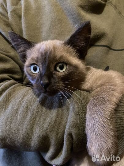 Тайские котята