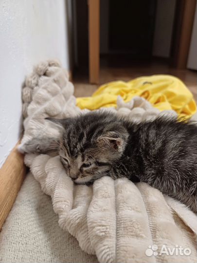 Отдам котенка в добрые руки