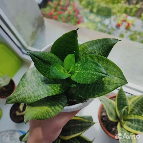 Сансевиерия ханни