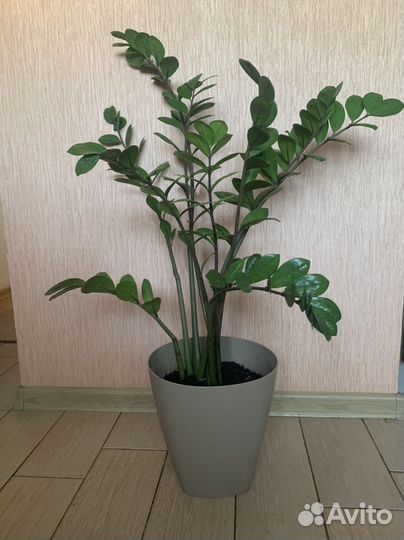 Замиокулькас. Домашний цветок. Денежное дерево