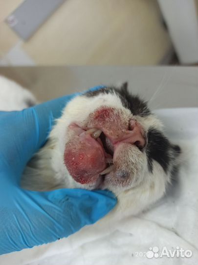 On-line консультация по лечению собак и кошек