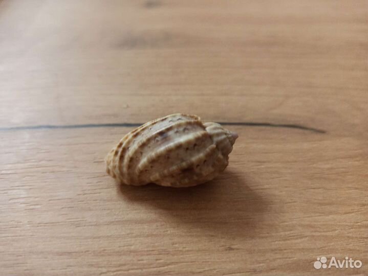 Морская раковина