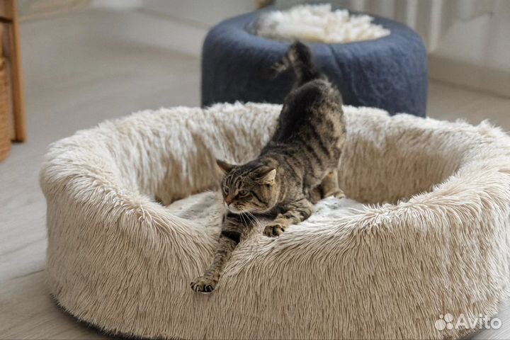 Кот полосатый брутальный 1 год тигровый