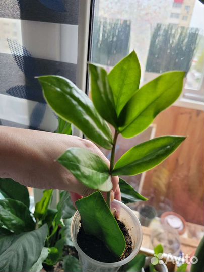 Замиокулькас