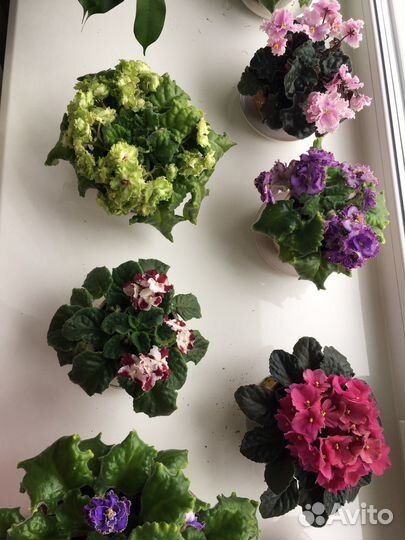 Фиалка листики и кустики