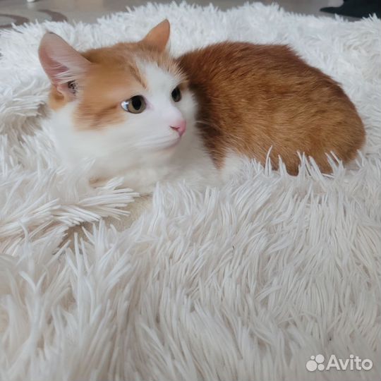 Котики в добрые руки