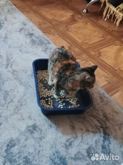 Кошка