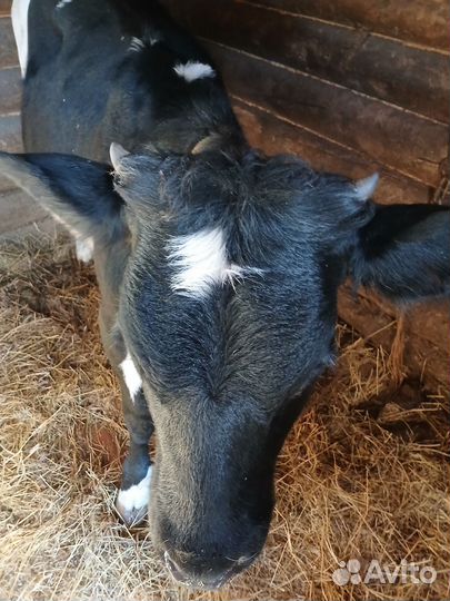 Телочка 8 месяцев