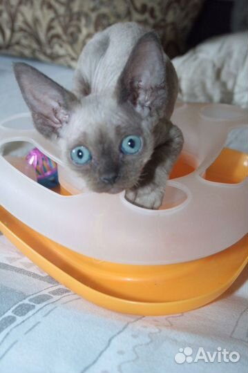 Котята девон-рекс