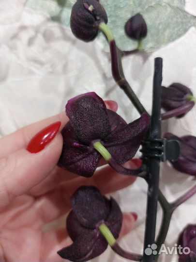 Чёрная орхидея