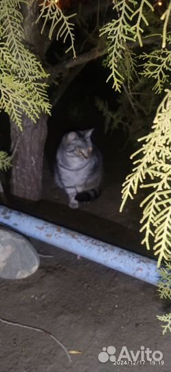 Шотландская кошка