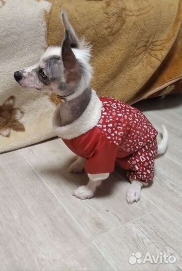 Одежда для собак