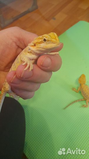Агама Цитрус Leatherback