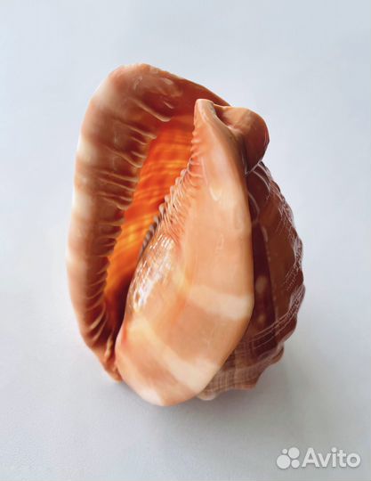 Cypraecassis rufa ципрекассис раковина ракушка