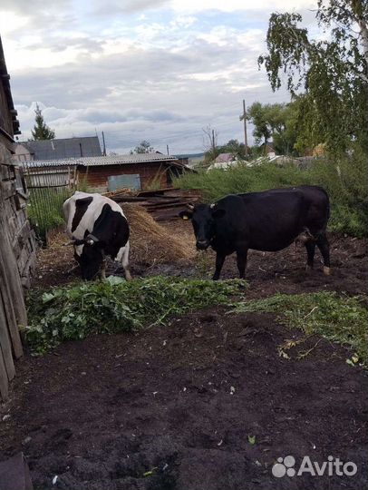 Коровы дойные