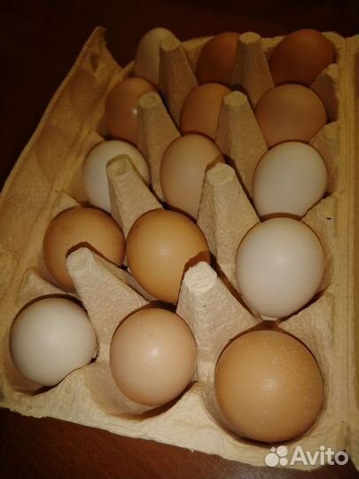 Домашние куриные яйца