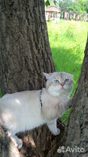 Вязка с британским котом ny 21 33