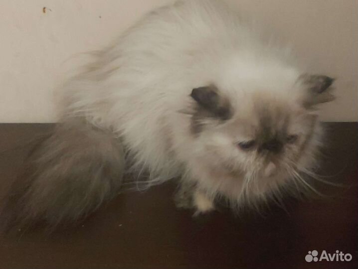 Персидская