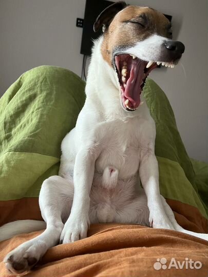 Передержка домашних животных (собака)