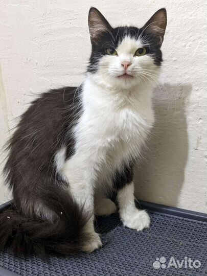 Кошка красивая стерилизованная в добрые руки