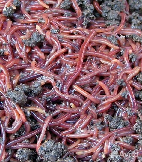 Калифорнийский червь