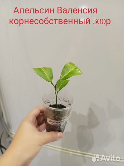 Лимон, апельсин, лаймкват