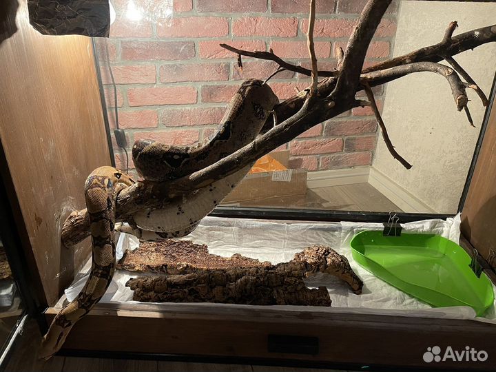 Императорский удав + террариум - биокамин