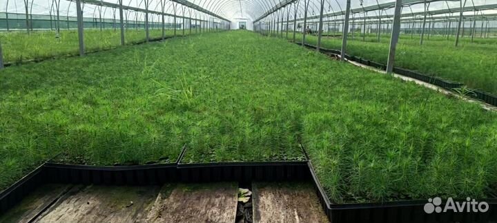 Саженцы сосны обыкновенной зкс от производителя