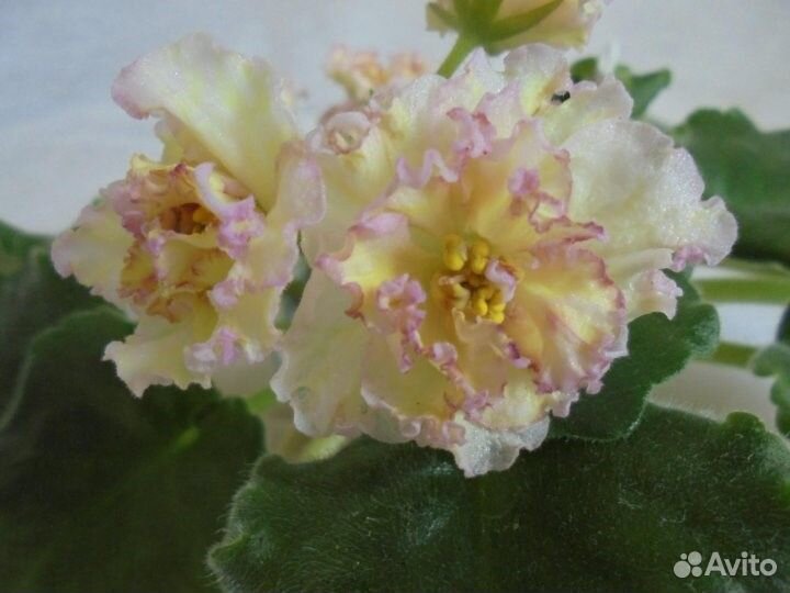 Детки сортовых фиалок