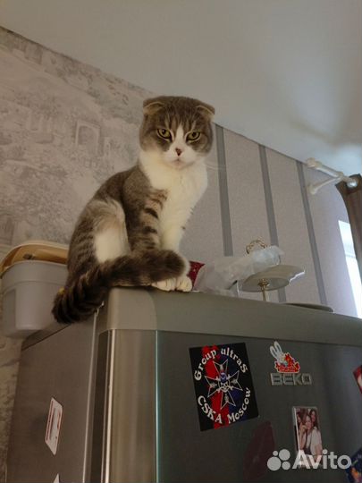 Кошка