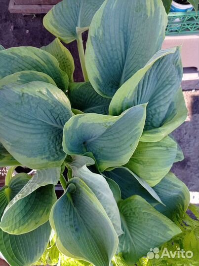 Хоста. Папоротник, флоксы