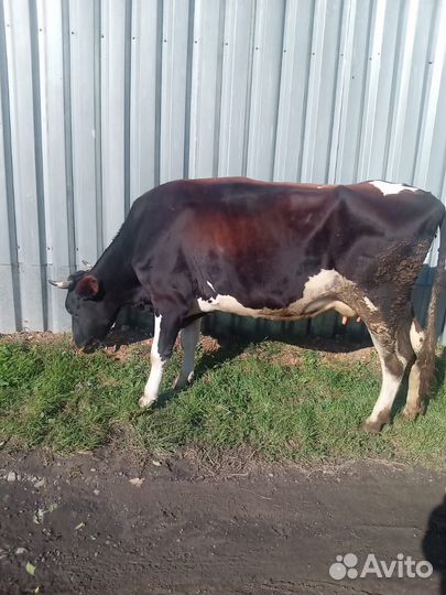 Корова стельная дойная