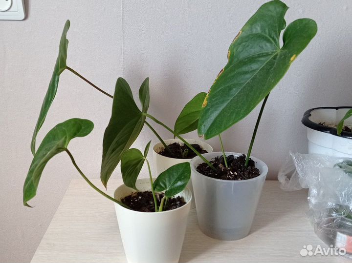 Антуриум красный