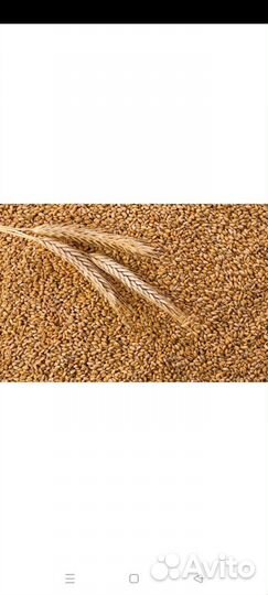 Зерно пшеница