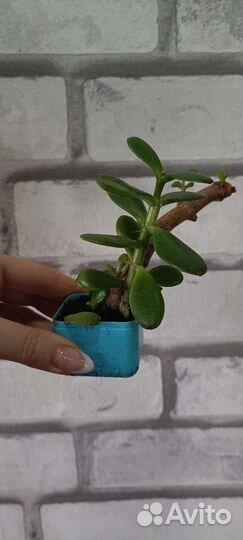 Замиокулькасы, Денежные деревья, аспарагусы