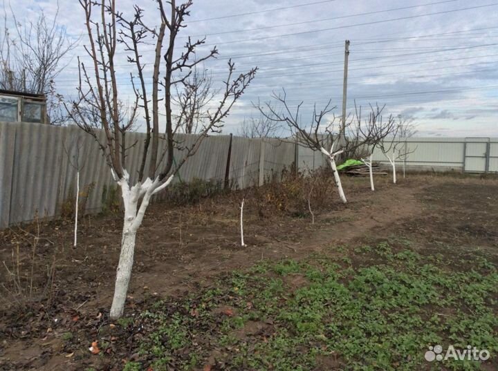 Обрезка плодовых деревьев и кустарников