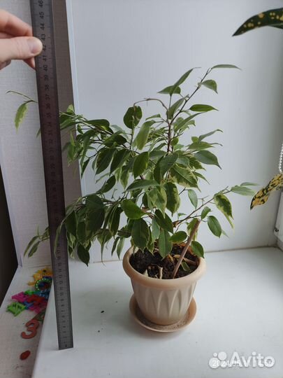 Фикус Бенджамина с горшком