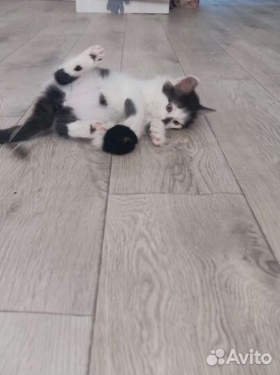 Кошка в дар